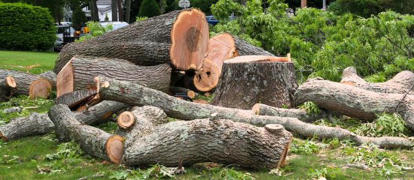 Large Tree Removal in Waukesha