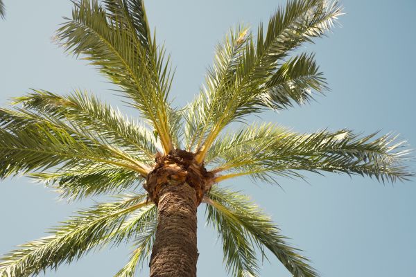 Palm Tree Removal in Waukesha