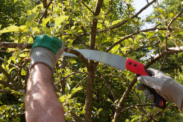 Small Tree Removal in Waukesha