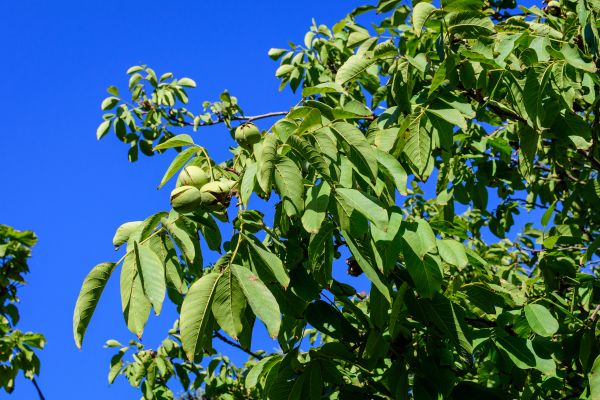 Cost of Walnut Tree Removal in Waukesha