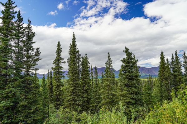 Cost of Spruce Tree Removal in Waukesha