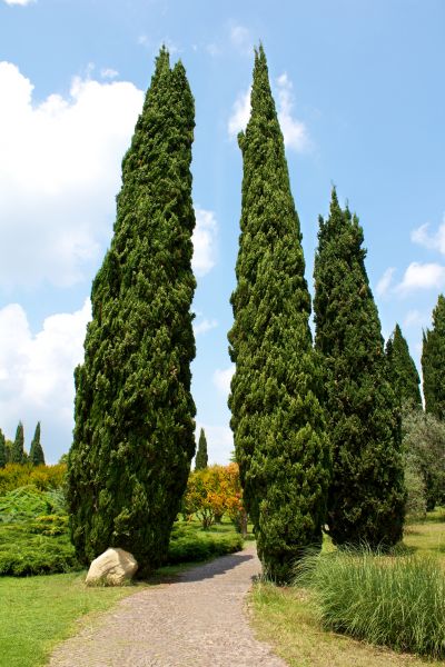 Cost of Cypress Tree Removal in Waukesha