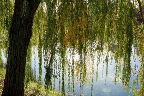 Cost of Willow Tree Removal in Waukesha