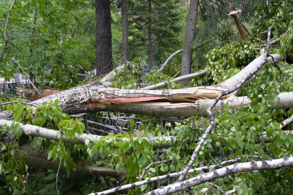 Cost of Birch Tree Removal in Waukesha