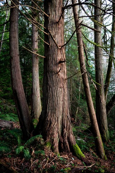 Cost of Cedar Tree Removal in Waukesha