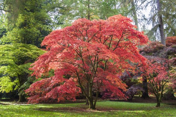 Cost of Maple Tree Removal in Waukesha