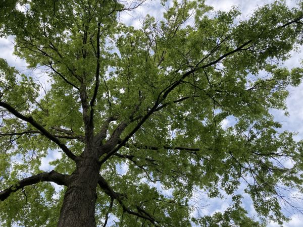 Cost of Oak Tree Removal in Waukesha