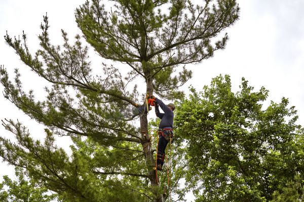 Cost of Pine Tree Removal in Waukesha
