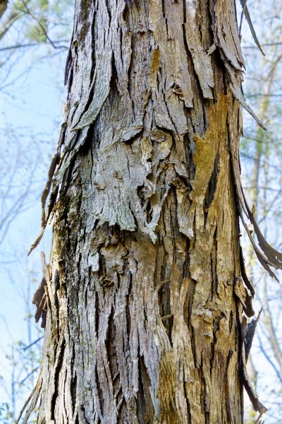 Cost of Hickory Tree Removal in Waukesha