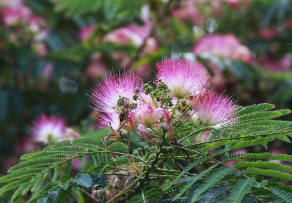 Cost of Mimosa Tree Removal in Waukesha