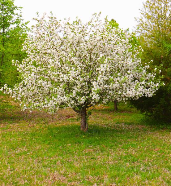 Cost of Dogwood Tree Removal in Waukesha
