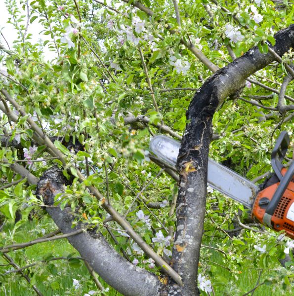 Cost of Apple Tree Removal in Waukesha