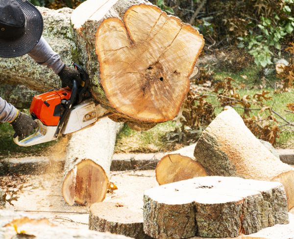 Tree Removal Service in Waukesha