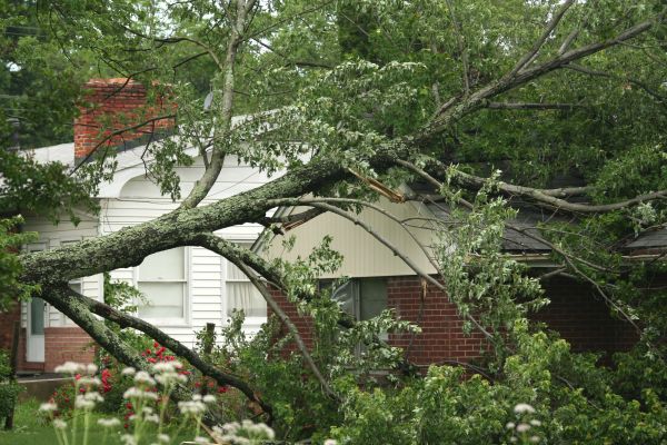 Emergency Tree Removal in Waukesha