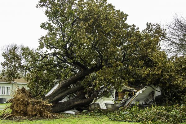 Fallen Tree Removal in Waukesha