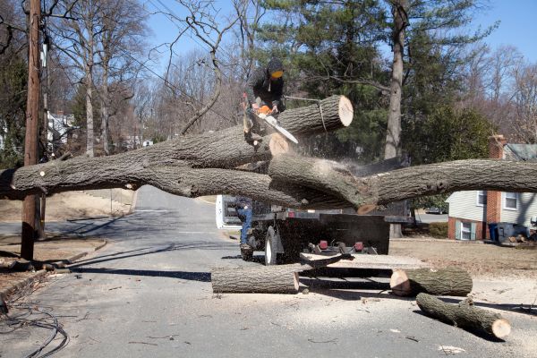 Cost of Residential Tree Removal in Waukesha