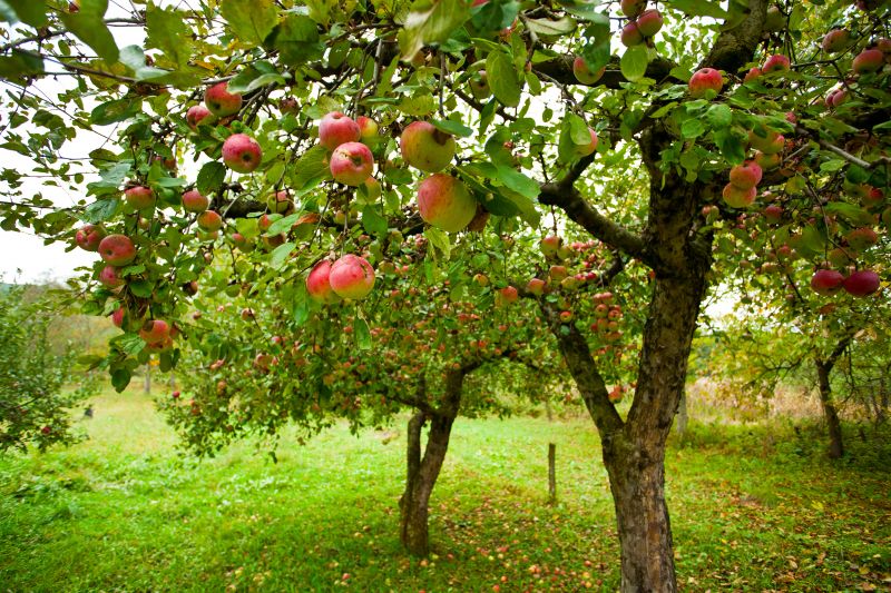 Apple Tree Removal