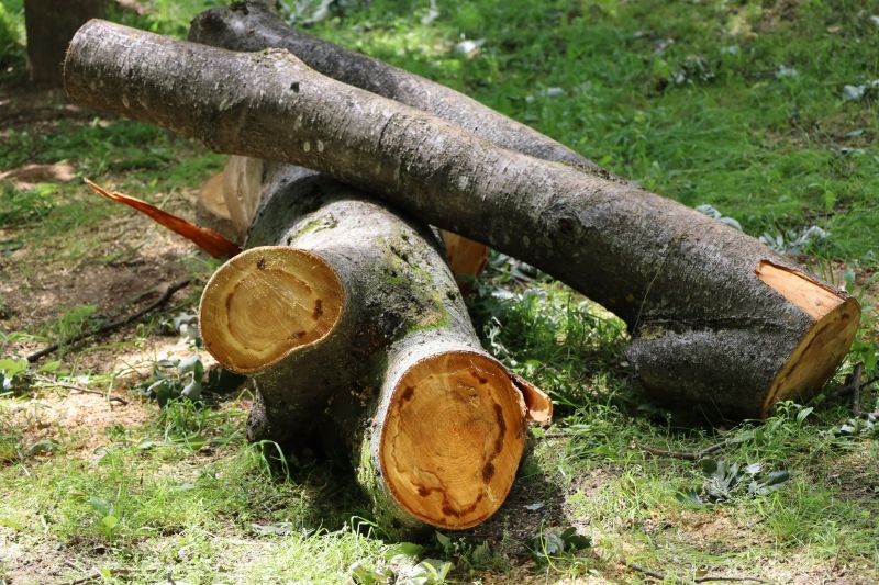 Emergency Tree Removal