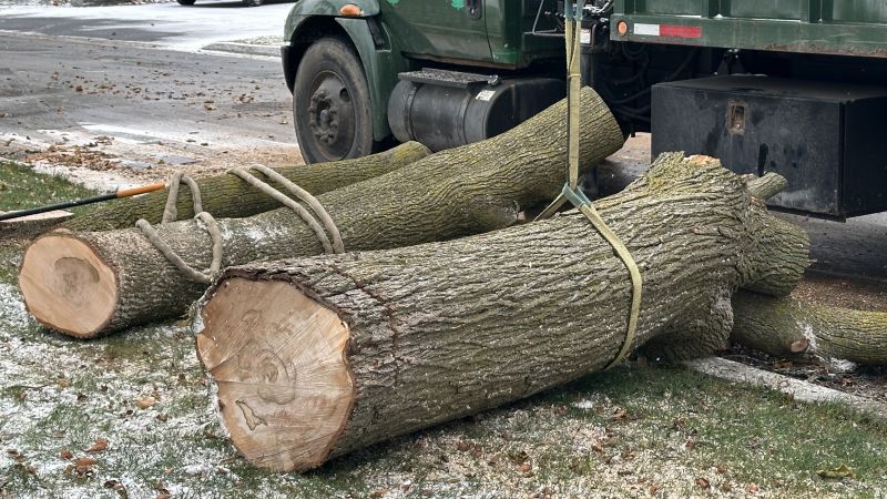 Dead Tree Removal detail