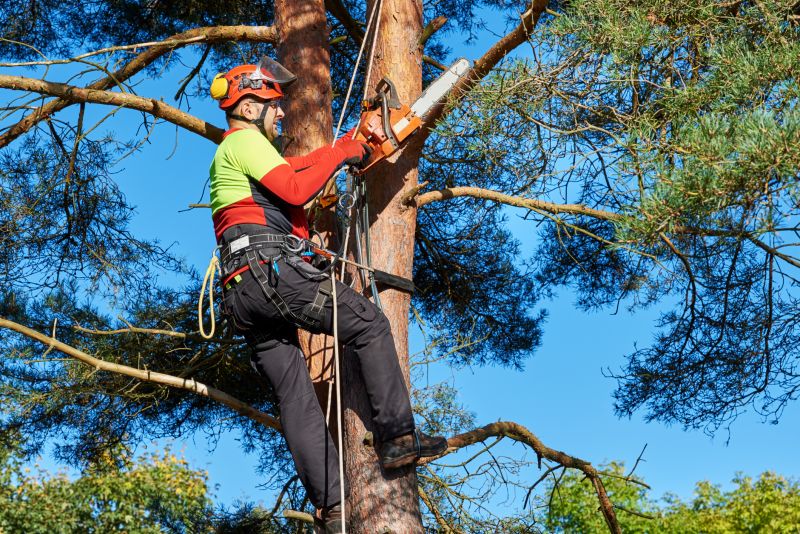 Tree Cutting Process