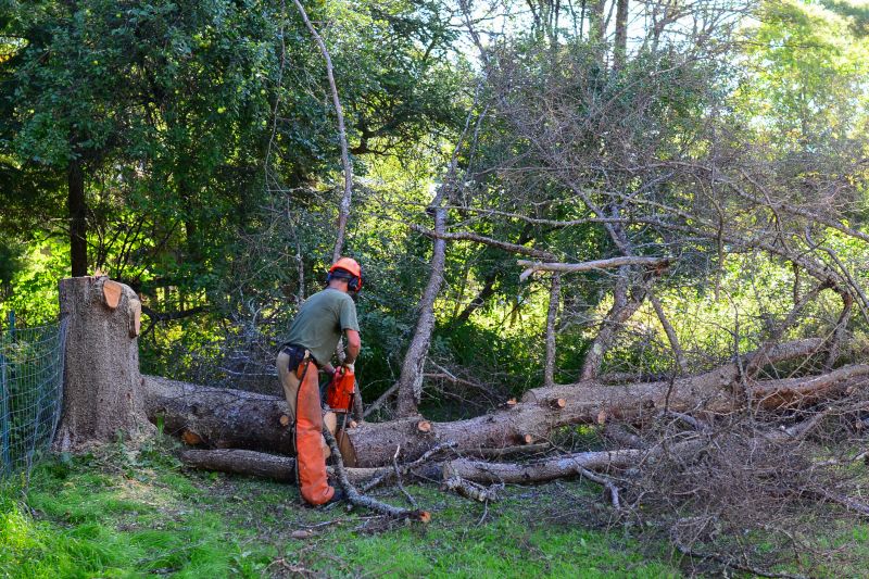 Summer Tree Removal