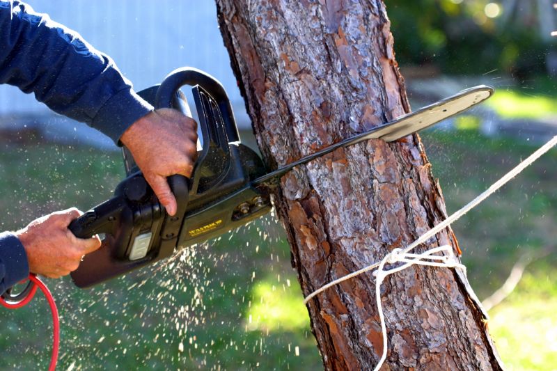 Healthy Tree Removal