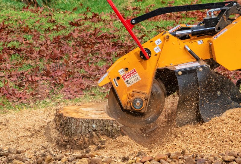 Stump Removal Specialists