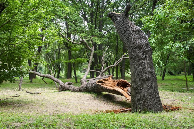 Post-Storm Cleanup